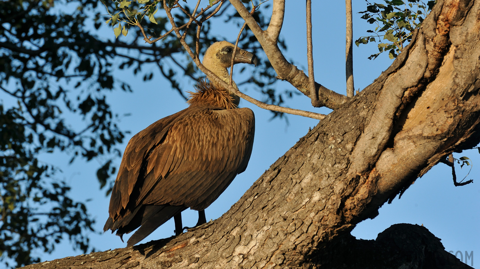 Gyps africanus [550 mm, 1/640 Sek. bei f / 11, ISO 800]